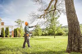 Best Storm Damage Tree Cleanup  in Folcroft, PA